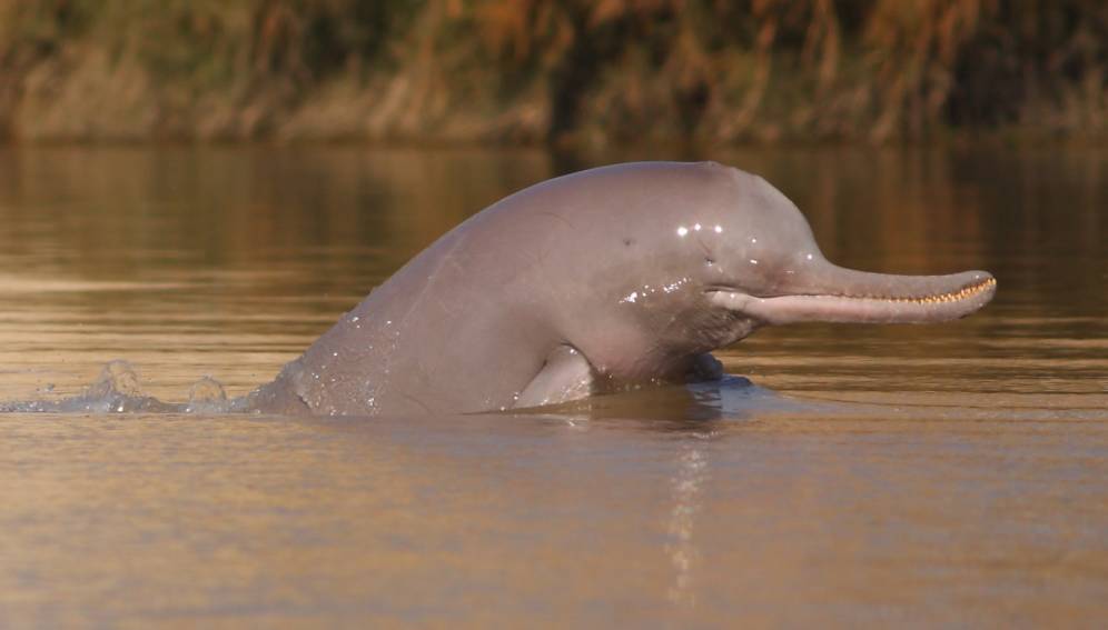 Fresh Water Dolphin